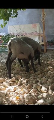 Ramanov zotli qo'ylari sotiladi