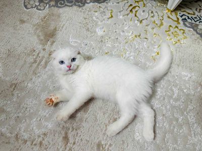 scottish fold tezkor sotiladi. 9 iyunda tug‘ilgan