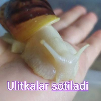 Ulitkalar sotiladi