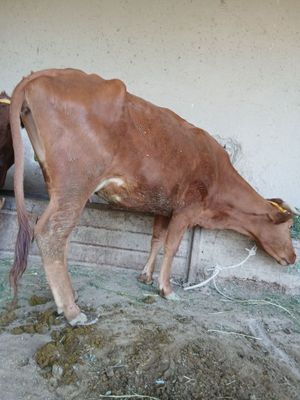 Ona bacha sigir sotiladi zôr yuvoshgina mol