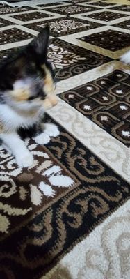 Мушукчалар ,Кошки