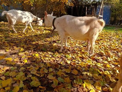 Echki, ona echki, эчки, она эчки