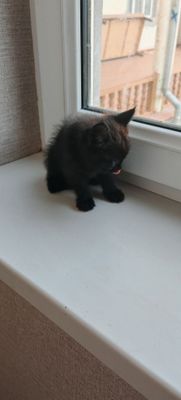 Отдадим котят в хорошие руки
