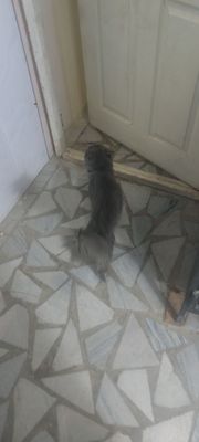 skocht stray 1 yosh ugʻil bola