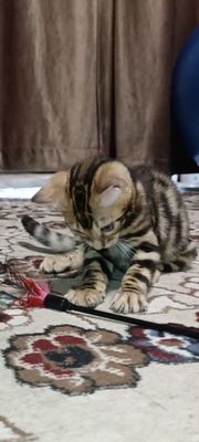 Котята бенгалы мальчики