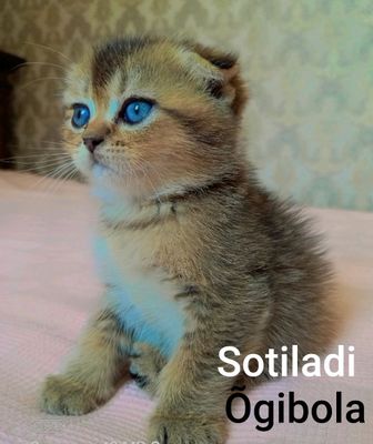 zotli shirin mushukchalar sotuvda!!!