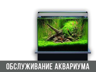 Изготовление качественные аквариумы и качественная чистка аквариума!