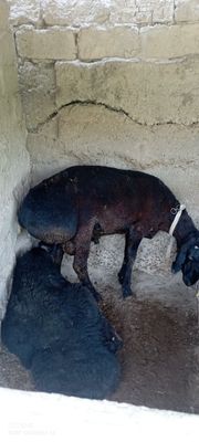 Куй кучкорлар сотилади нархи келишилган холда зотдор кучкорлар