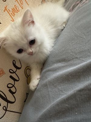 Белый котенок скотиш страйт