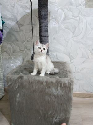 Продаётся чистокровная британская девочка