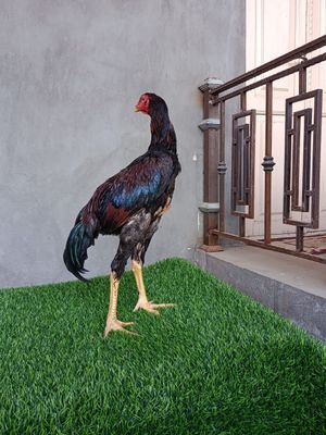 Joja xoroz sotiladi