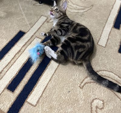 Домашний кот Симба