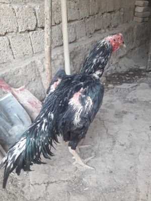 Dakan xoroz sotlad narx 8000