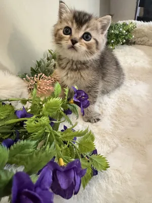 Британская шиншилла, красавчек продается.