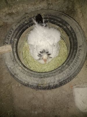 Курск брама сотилади