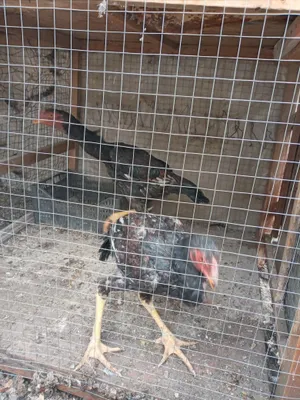 7 oylik Kulangi Xurroz va Tovuq sotiladi