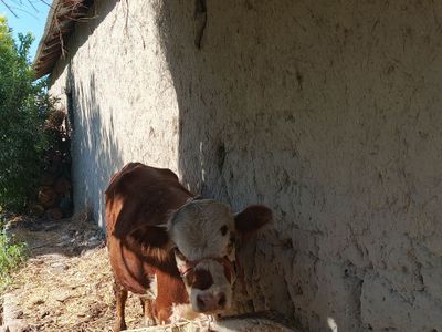 Smental buqacha sotiladi
