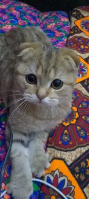 Котенок вислоухий шотландец