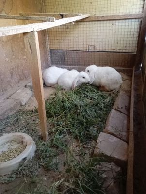 "Кролики" .3куйонлар =15 домашний тухум совгага