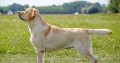 labrador it kuchuk sabaka