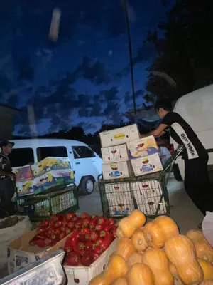 Qovo karom johori bor