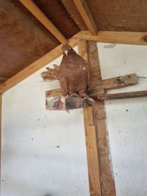 Kabutar Turbachi Moda