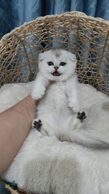 Продаётся чистокровная шотландская девочка скоттиш-фолд