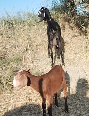 Bital ona echki bachalari bilan sotiladi