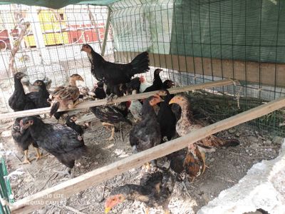 Товук Кора шахзода, даканг жужалари бор 4 ойлик 30 дона аралаш