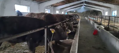 Ферма сотилади найманда