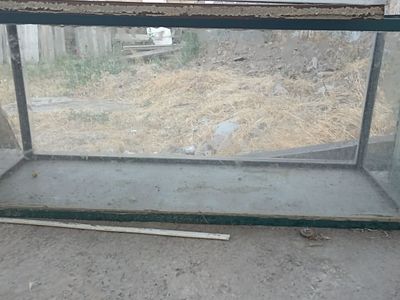 Аквариум синмаган