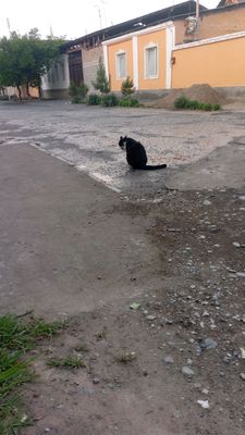 очень добрая кошка 4 котят кличка мурка