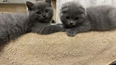 Продаются породистые котята