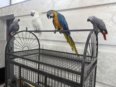 Продажа ручных попугаев Qo‘lga o‘rgatilgan to‘tiqushlar sotiladi
