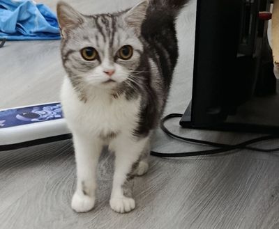 Серебристый скоттиш страйт