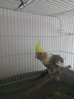Попугай Корелла с Клеткой