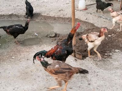 товуклар сотилади зотига караб нархини келишамиз