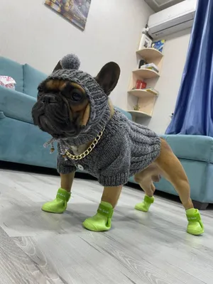 Вязаная одежда для кошек и собак