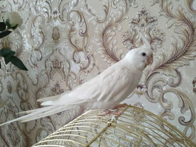 Папугай ручной дубайский
