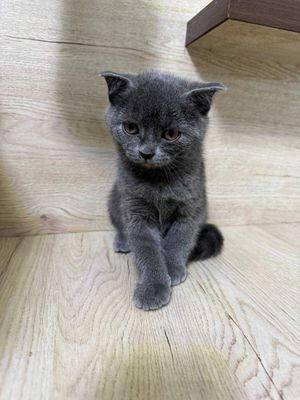Британский короткошерстный