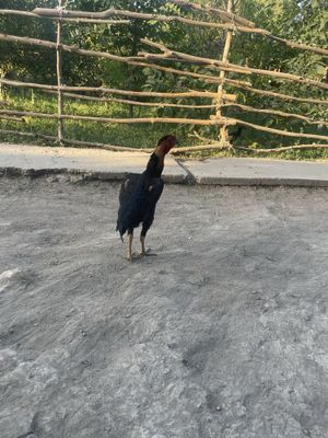 Dakan touq sotiladi