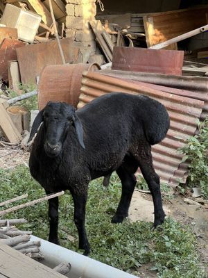 Qoʻzi qoʻchqor sotiladi