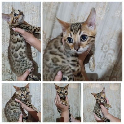 Бенгальский котёнок