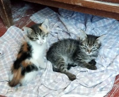 Котята ждут добрых людей