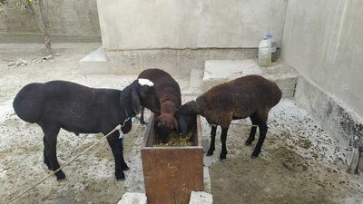 зотли кочкорлар сотилади