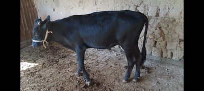 Букача сотилади 1 ёш