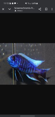 afrika cichlid sotiladi