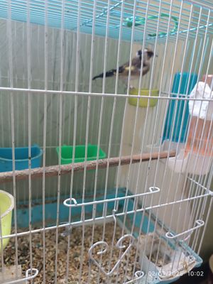 Kanereyka sayraydi juda chiroyli