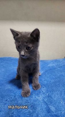 Котенок 2 месяца