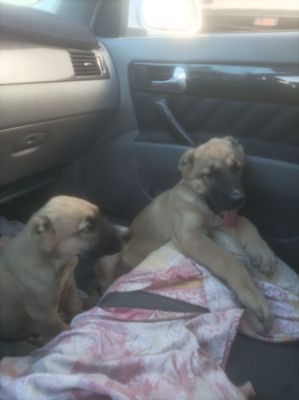 Kangal kuchu bola barter zamenga